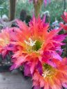 Echinopsis cv. SUPER WINDIGO (US67)
